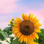 فاطمة الزهراء أبركان